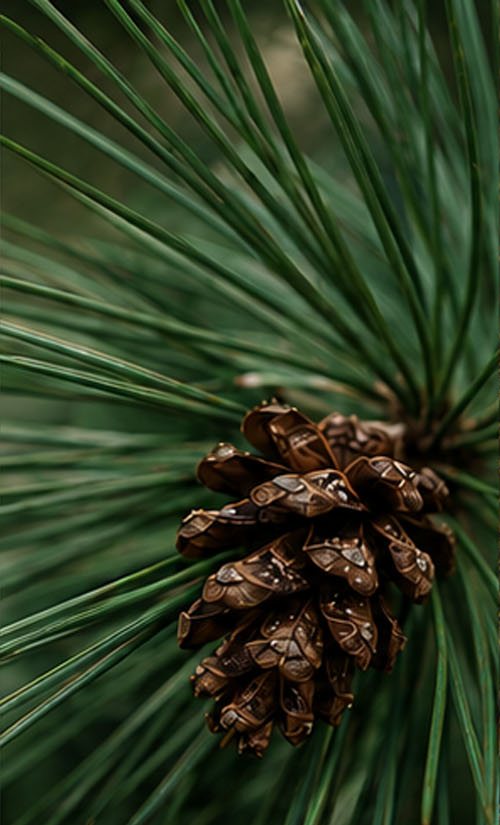 scent pine